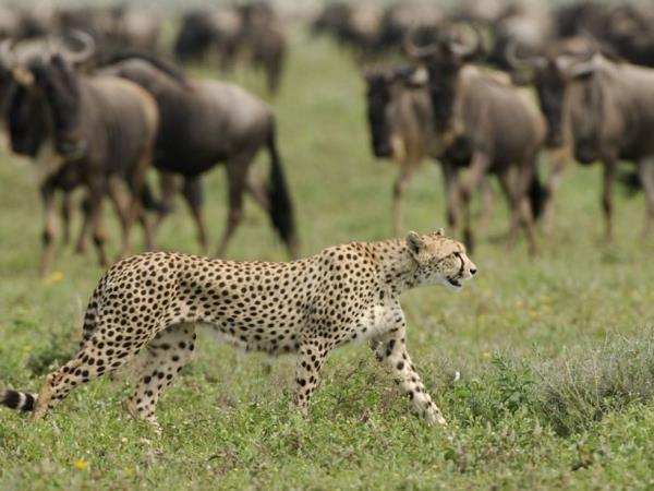 Serengeti Migration 5 Days
